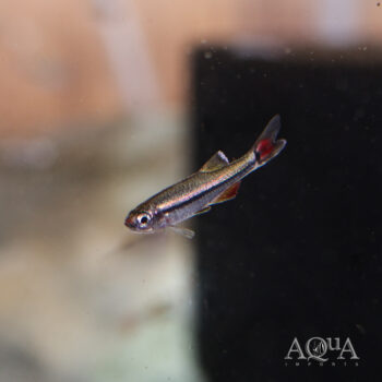 Vietnamese White Cloud (Tanichthys micagemmae)