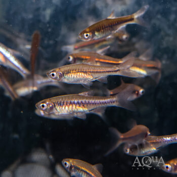 Volcano Rasbora (Rasbora vulcanus)