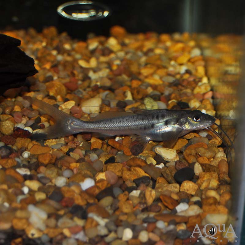 Vulture Catfish (Calophysus macropterus)
