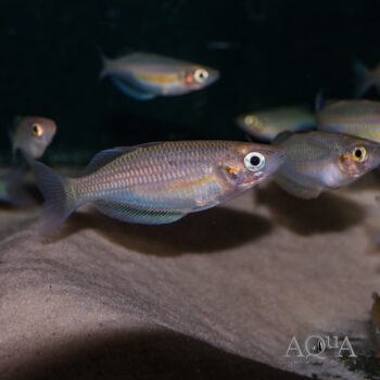 Waigeo Rainbowfish (Melanotaenia catherinae)
