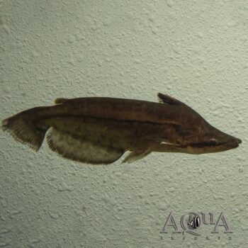 Wallace's Shoehead Cat (Tetranematichthys wallacei)
