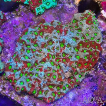 War Coral Favites Brain (Favites pentagona)