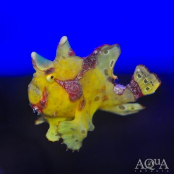 Wartskin Angler (Antennarius maculatus)