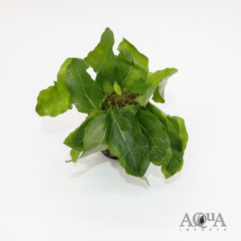 Water Cabbage (Armoracia aquatica)