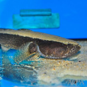 Water Cow Goby (Eleotris picta)