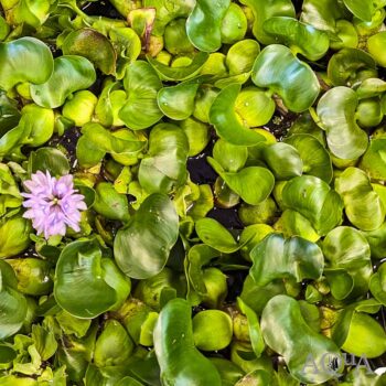 Water Hyacinth (Eichornia crassipes)