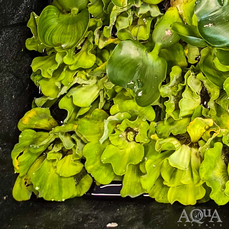 Water Lettuce (Pistia stratiotes)