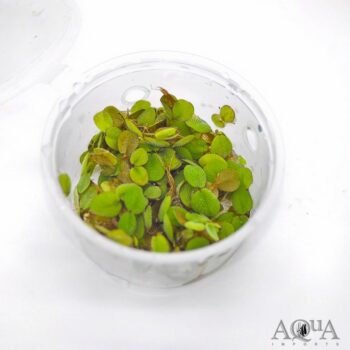 Water Spangles (Salvinia minima)