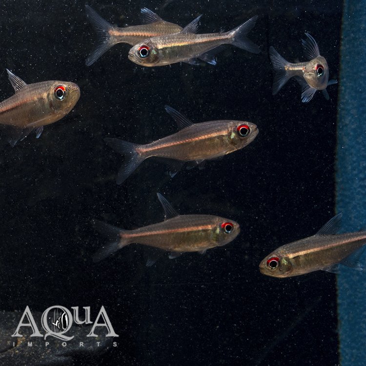 Watermelon Tetra (Hemigrammus coeruleus)