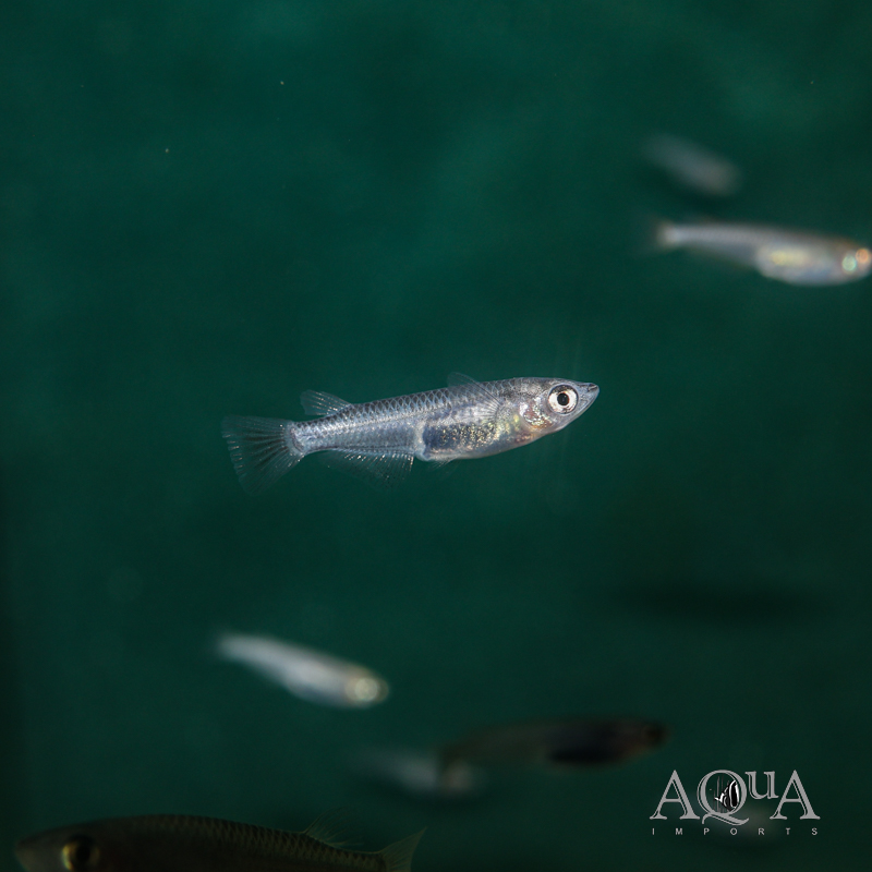 Wazumi Medaka Ricefish (Oryzias latipes 'wazumi')
