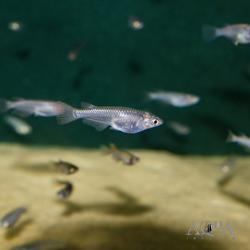 Wazumi Medaka Ricefish (Oryzias latipes 'wazumi')