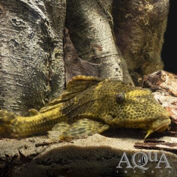 L167 Weberi Pleco (Hypostomus weberi)