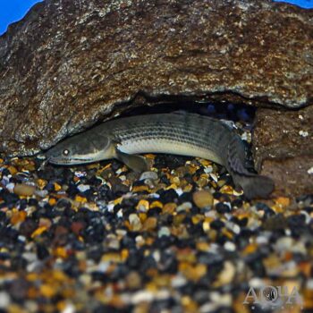 Weeksii Bichir (Polypterus weeksii)