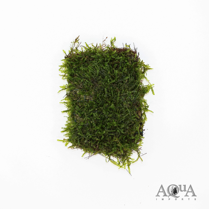 Weeping Moss (Vesicularia ferriei)