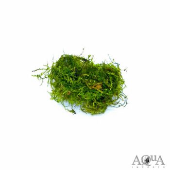 Weeping Moss (Vesicularia ferriei)