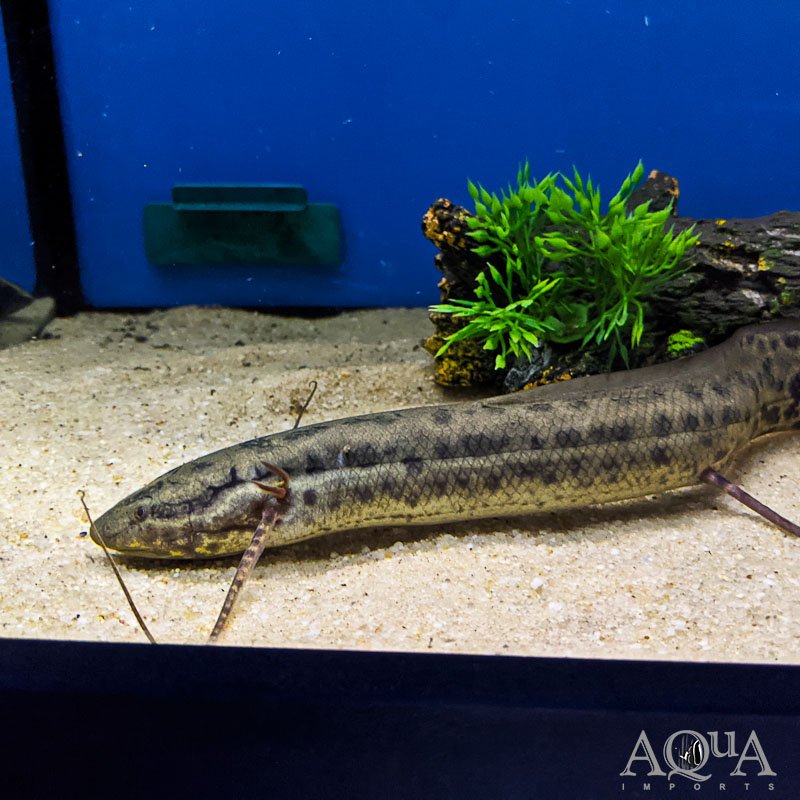 West African Lungfish (Protopterus annectens)