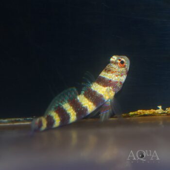 Wheeler's Watchman Goby, Amblyeleotris wheeleri