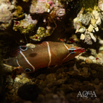 White Banded Possum Wrasse (Wetmorella albofasciata)