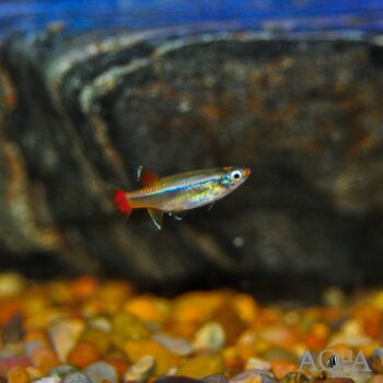 White Cloud Minnow (Tanichthys albonubes)