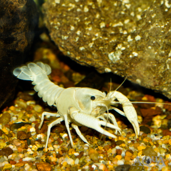 White Crayfish (Procambarus alleni)