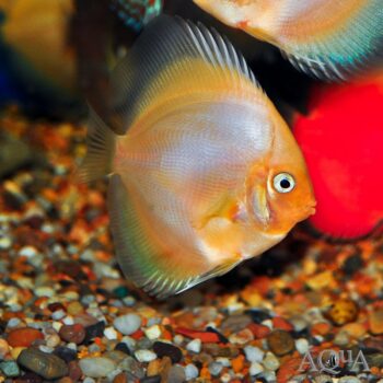 White Diamond Discus (Symphysodon discus)ymphysodon discus)