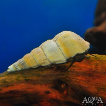 White Hercules Snail (Brotia herculea)