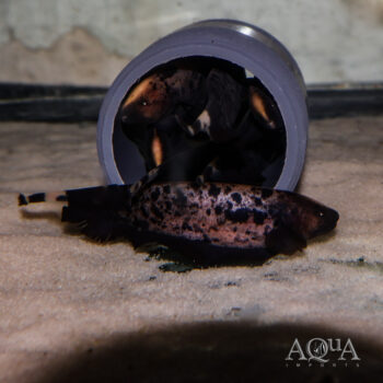 White Leopard Ghost Knifefish (Apteronotus albifrons)