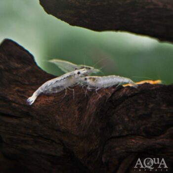 White Snowball Shrimp (Neocaridina davidi)