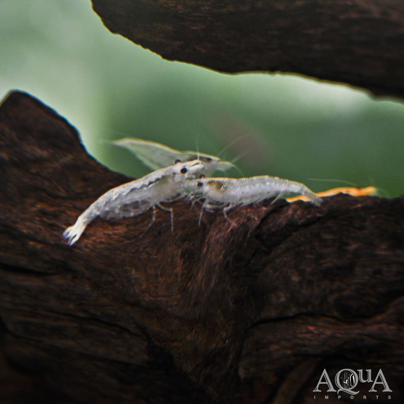 White Snowball Shrimp (Neocaridina davidi)