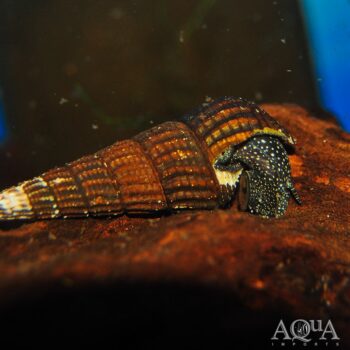 White Spotted Rabbit Snail (Tylomelania sp.)