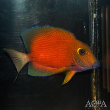 White Tail Bristletooth Tang (Ctenochaetus flavicauda)