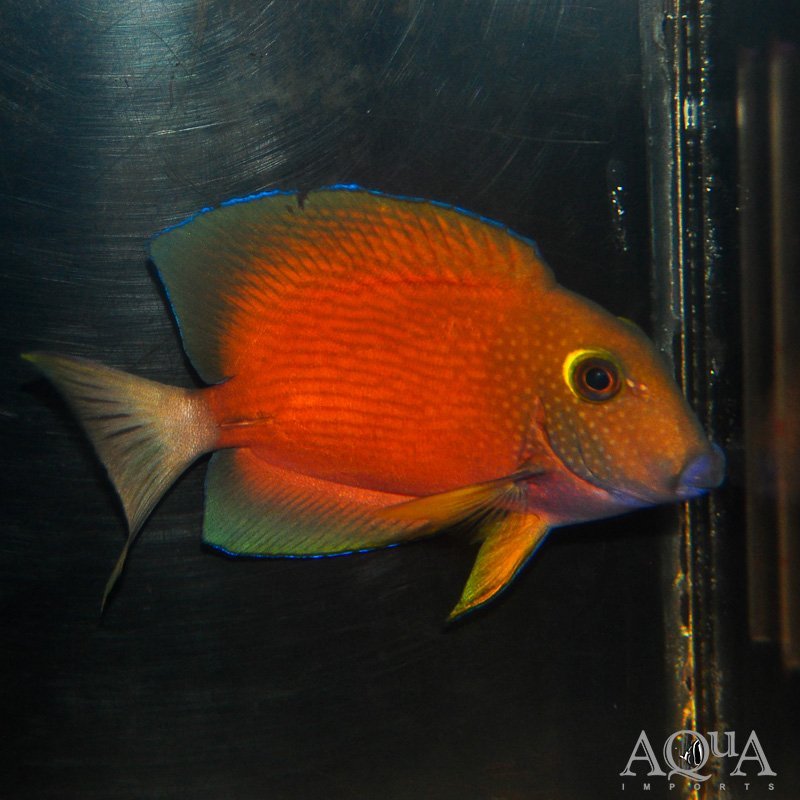 White Tail Bristletooth Tang (Ctenochaetus flavicauda)