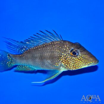 Whitespot Eartheater (Satanoperca leucosticta)