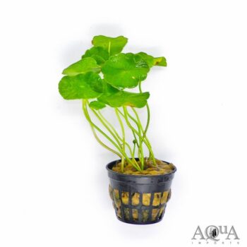 Whorled Pennywort (Hydrocotyle verticillata)