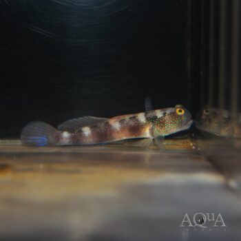 Wide-barred Shrimp Goby (Amblyeleotris latifasciata)