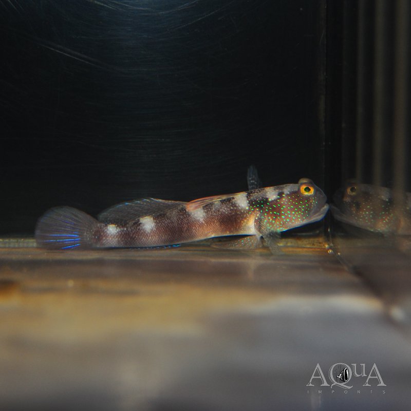 Wide-barred Shrimp Goby (Amblyeleotris latifasciata)