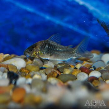 Wild Aeneus Cory (Osteogaster aeneus)