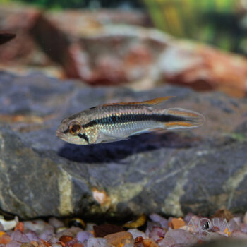 Apistogramma agassizii