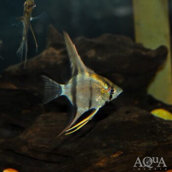 Wild Amazon Angelfish (Pterophyllum scalare)