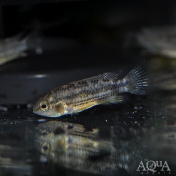 Wild Apistogramma cacatuoides (Apistogramma cacatuiodes)