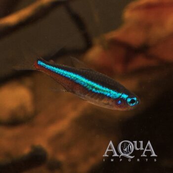 Green Neon Tetra (Paracheirodon simulans)