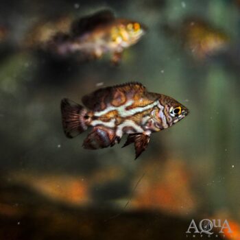 Wild Oscar (Astronotus ocellatus) - Orinoco Locale