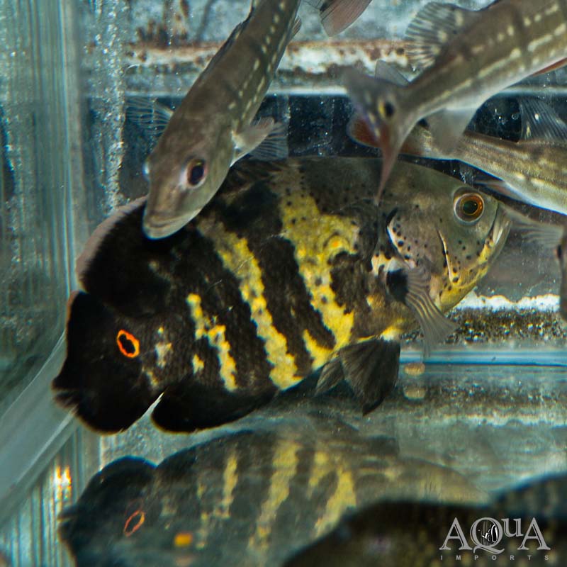Wild Oscar (Astronotus ocellatus) - Ilha do Marajo Locale