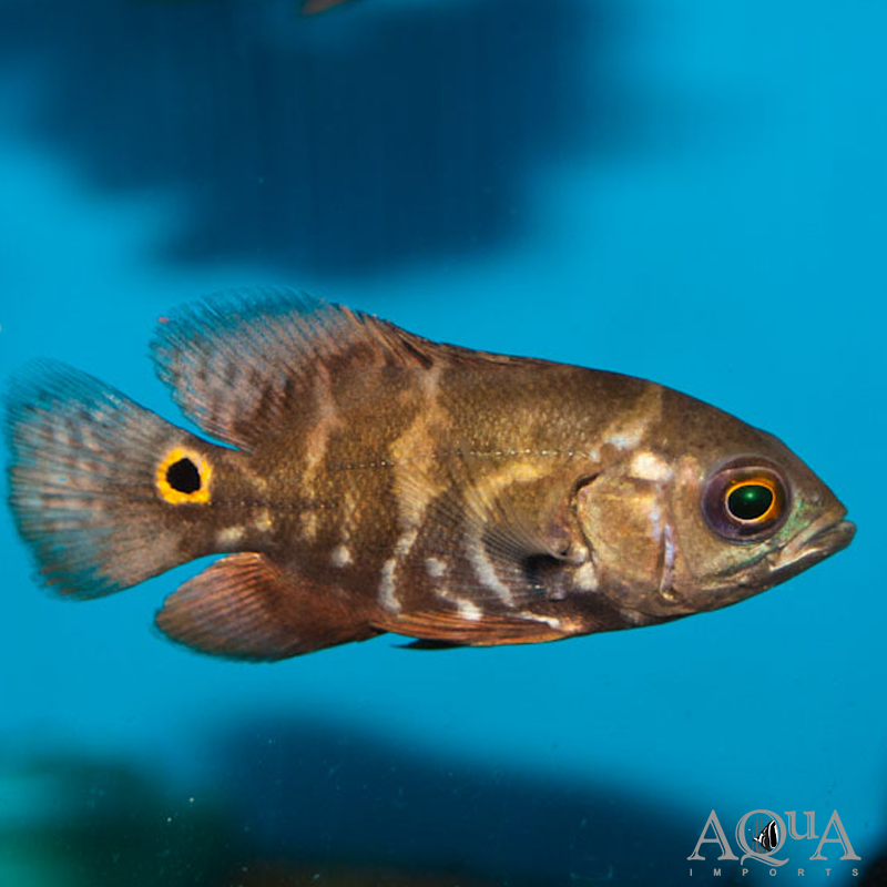 Wild Oscar (Astronotus ocellatus) - Ilha do Marajo Locale