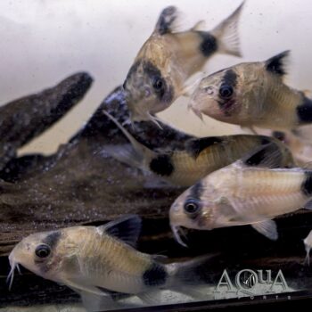 Wild Panda Cory (Hoplisoma panda)