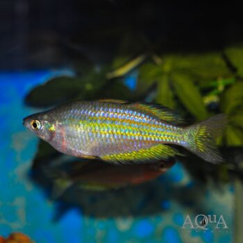 Parkinsoni Rainbowfish (Melanotaenia parkinsoni)