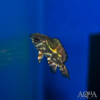 Wild Oscar (Astronotus ocellatus) - Rio Putumayo Locale