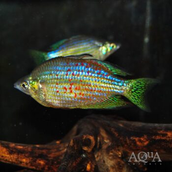 Wild Red-striped Rainbowfish (Melanotaenia rubrostriata)