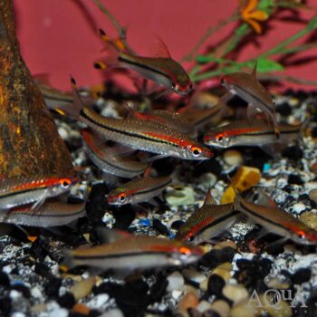 Wild Karnataka Roseline Shark/Barb (Sahyadria denisonii)