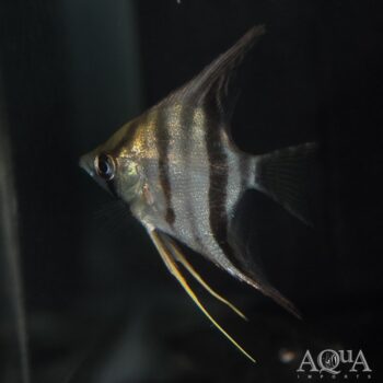 Wild Pink Spot Suriname Angel (Pterophyllum scalare)